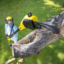 Professional Tree Removal in Friendly, MD