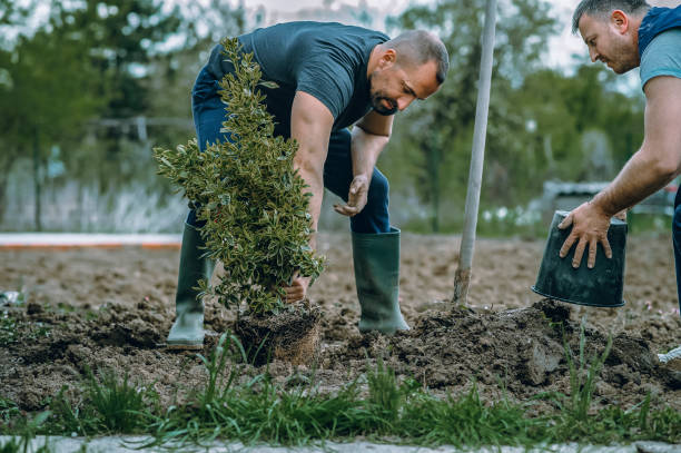 Best Tree Health Inspection  in Friendly, MD