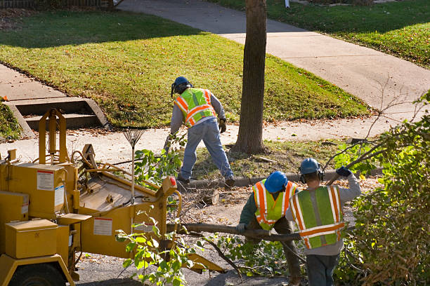 How Our Tree Care Process Works  in  Friendly, MD