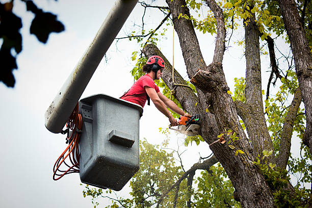 Best Utility Line Clearance  in Friendly, MD