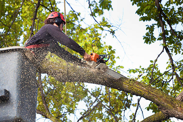 Best Firewood Processing and Delivery  in Friendly, MD